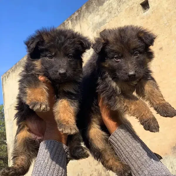 German Shepherd Female puppy