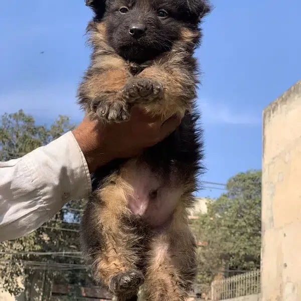 German Shepherd Female puppy-Image 3