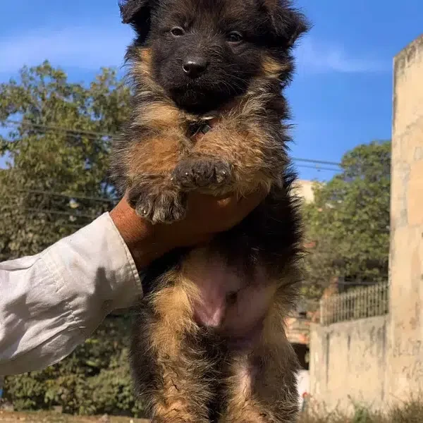 German Shepherd Female puppy