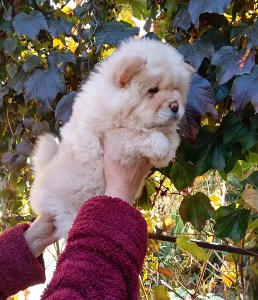 Imported Chow chow Puppies