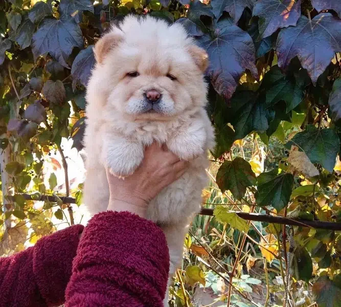 Imported Chow chow Puppies