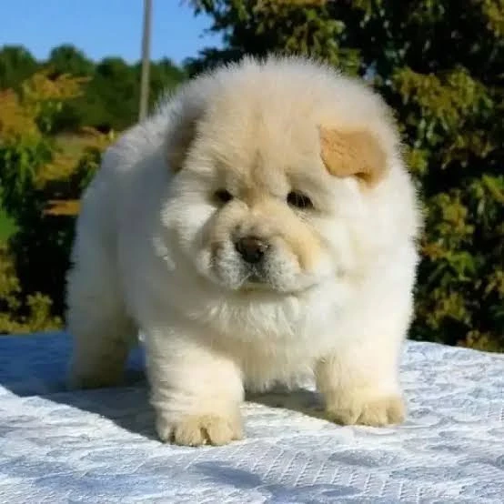 chow chow puppies looking for a new home-Image 1