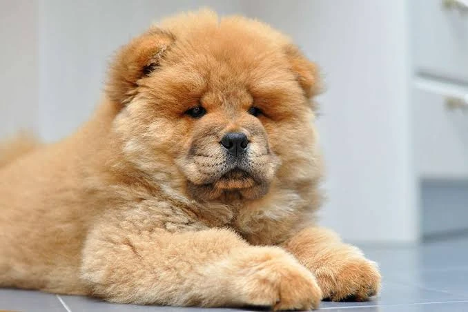 chow chow puppies looking for a new home-Image 2