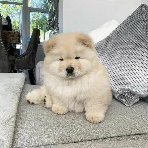 chow chow puppies looking for a new home-Image 3