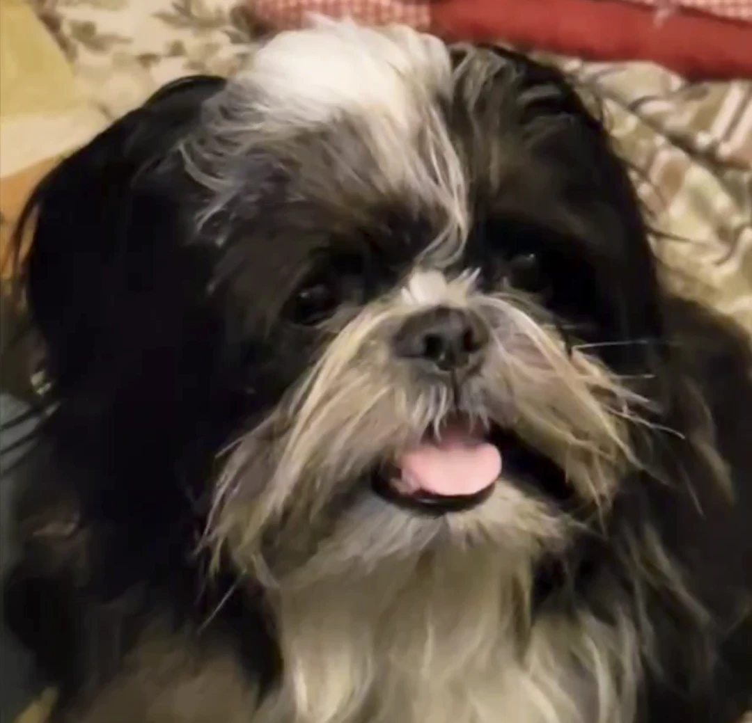 Highly pedigreed Shih Tzu female-Image 1