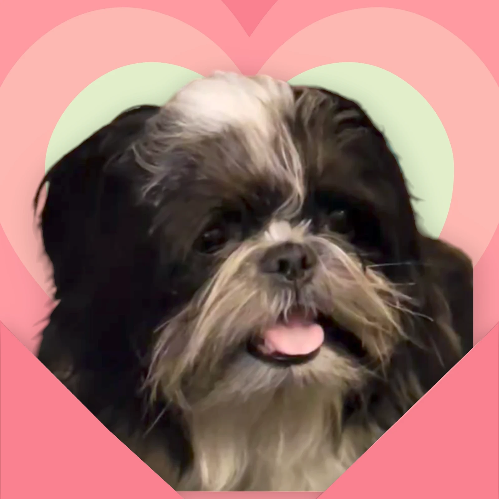 Highly pedigreed Shih Tzu female