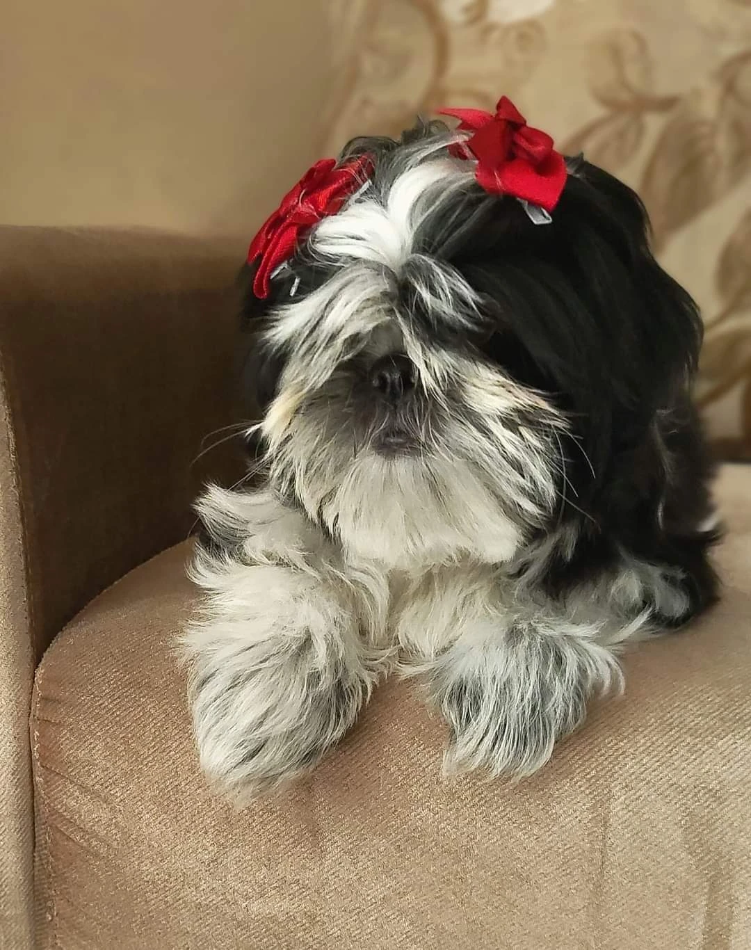 Highly pedigreed Shih Tzu female-Image 3