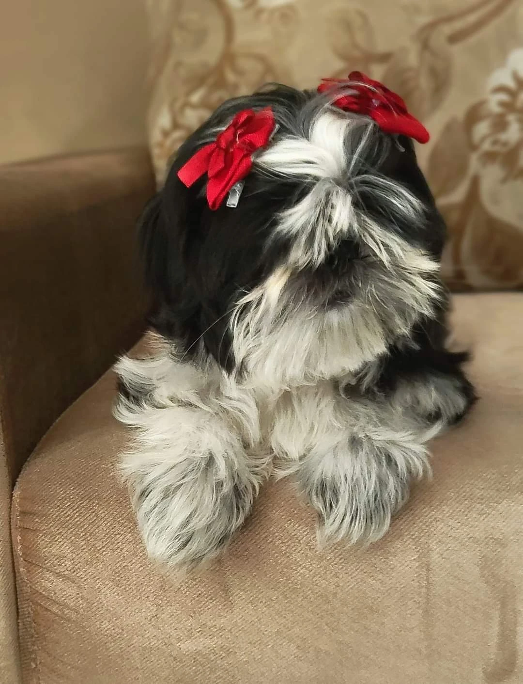 Highly pedigreed Shih Tzu female-Image 4