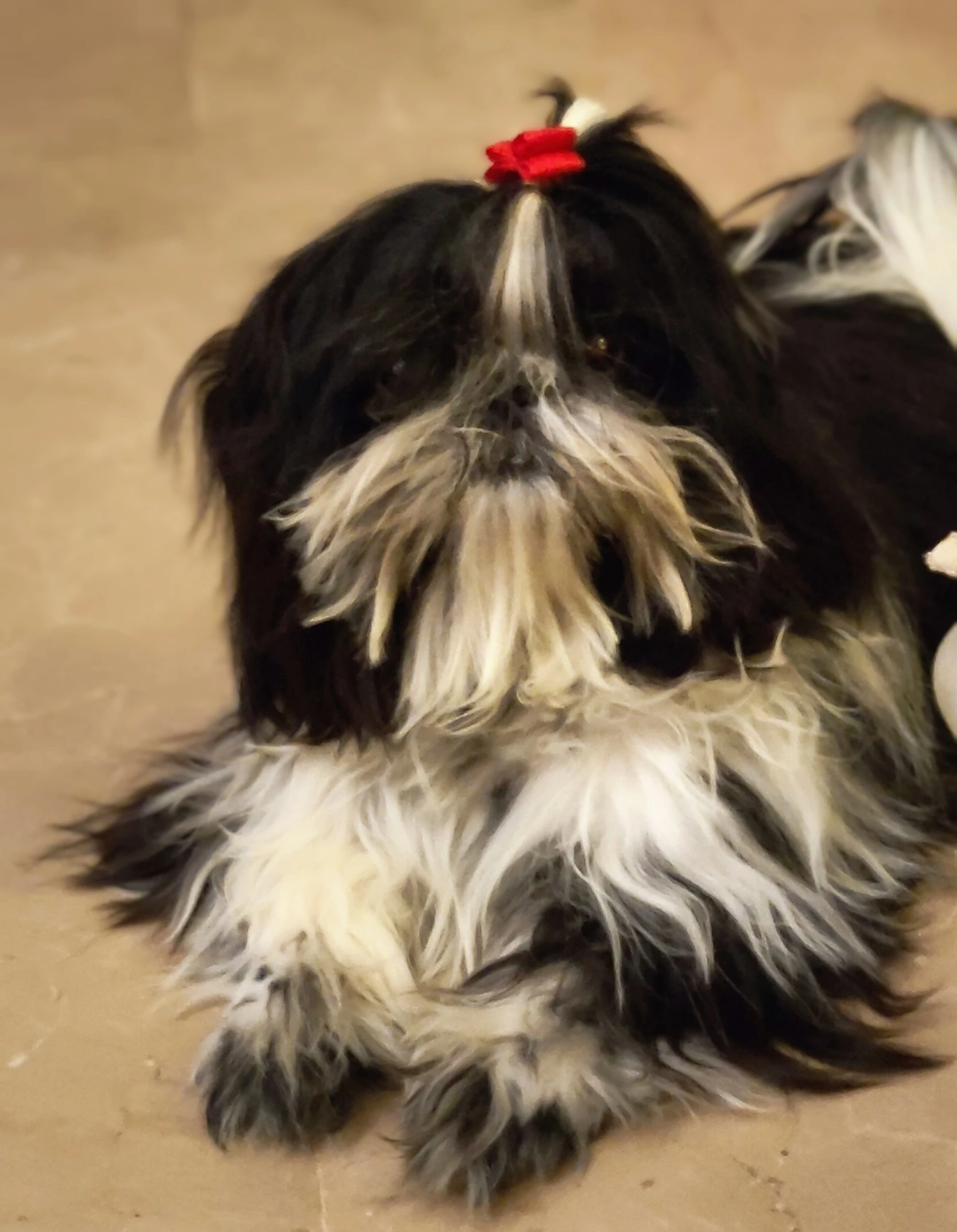 Highly Pedigreed Shih Tzu Male-Image 1