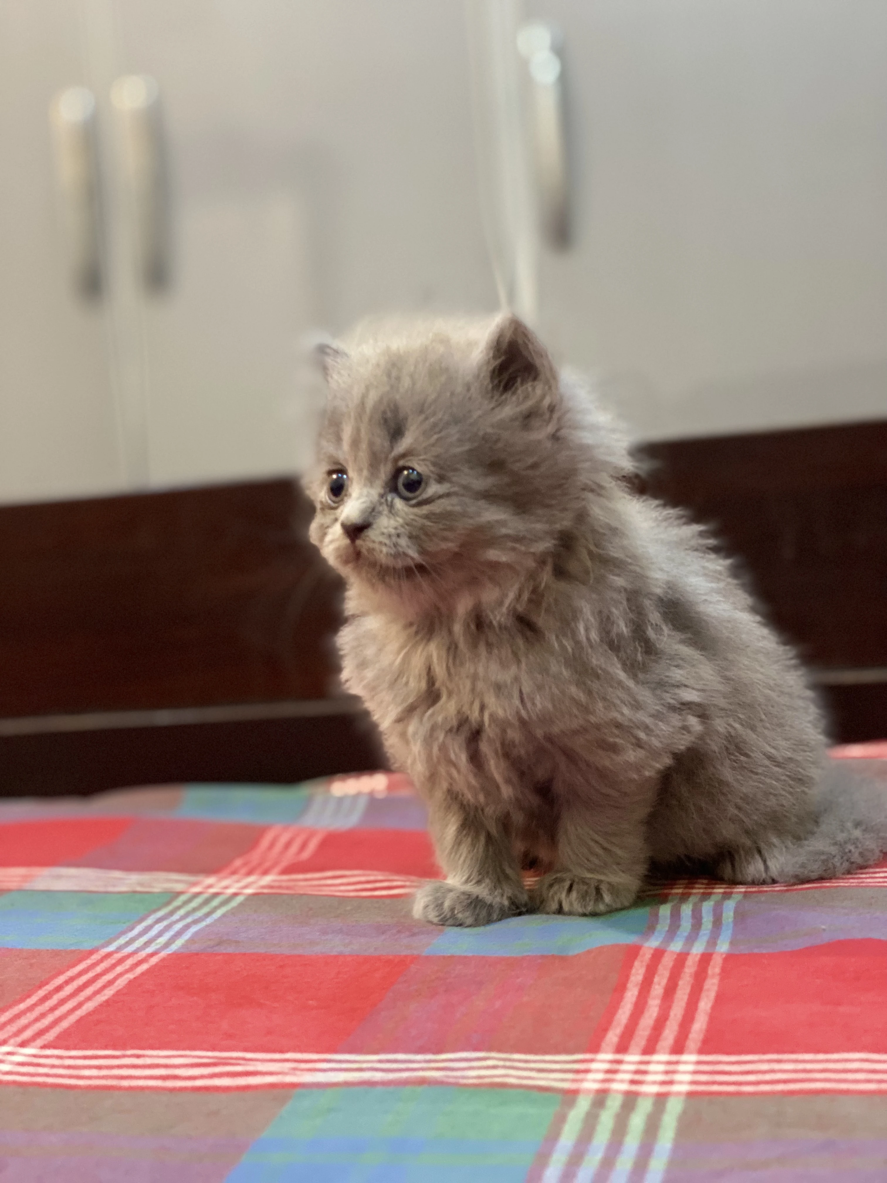 Persian double coated pair