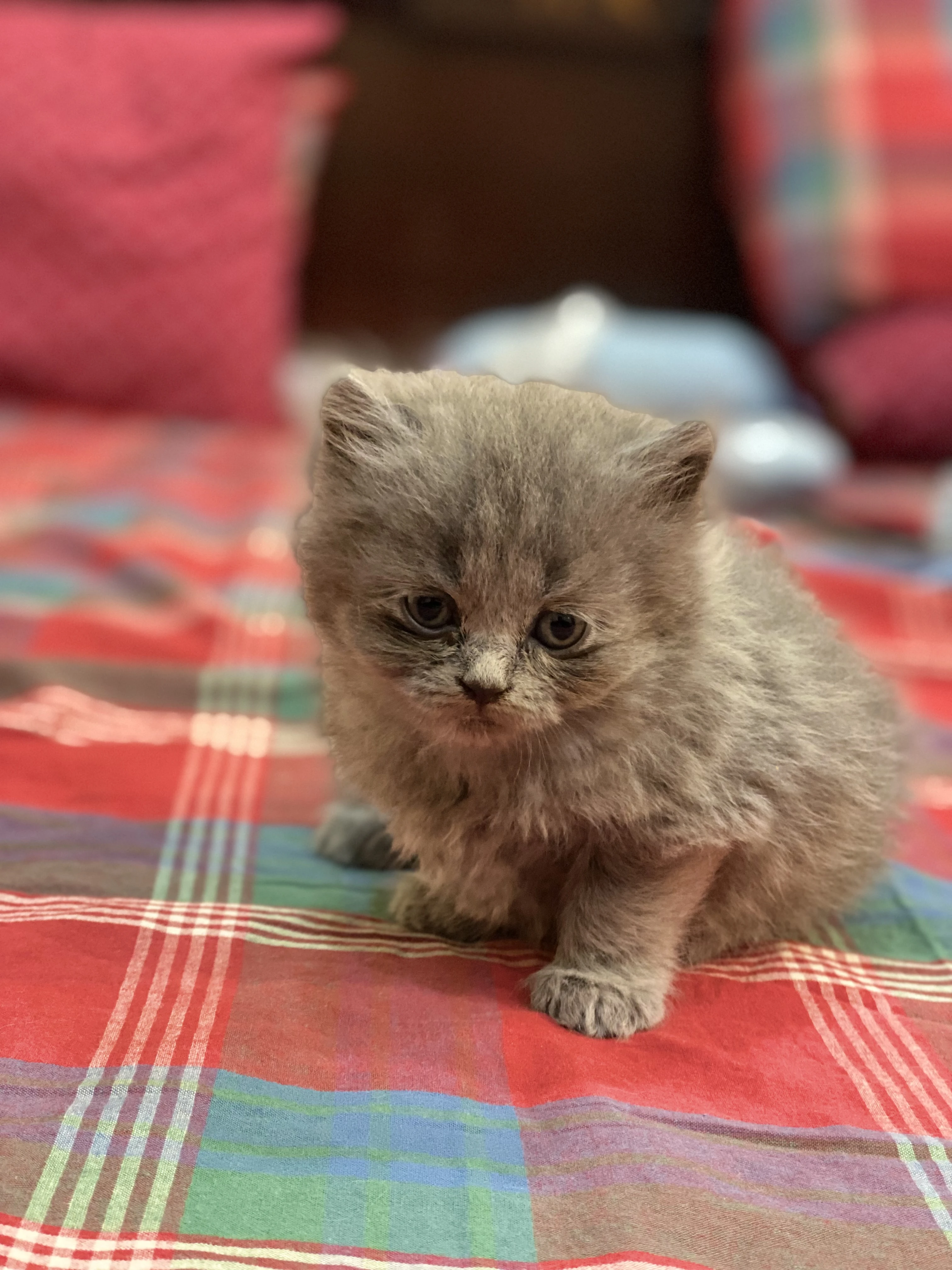 Persian double coated pair