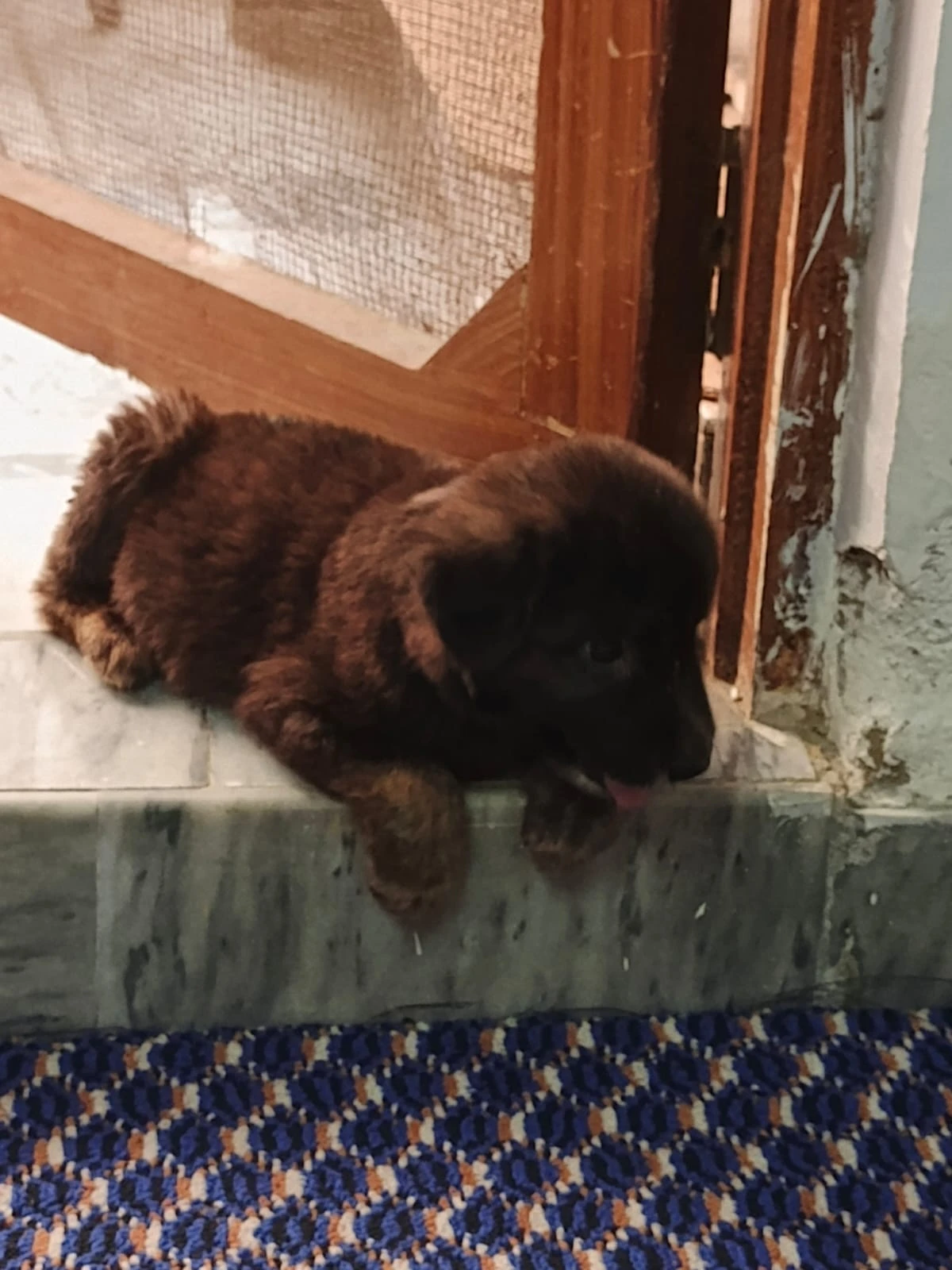 German shepherd puppy cross