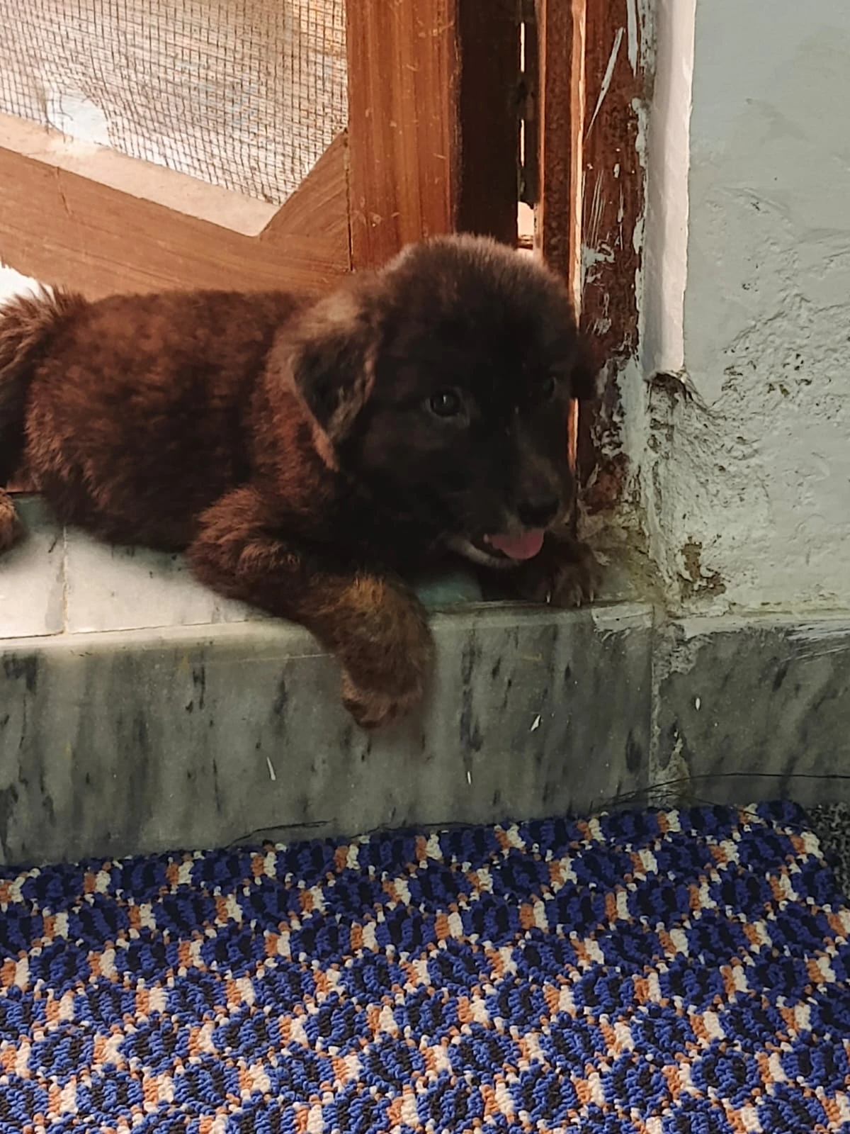 German shepherd puppy cross