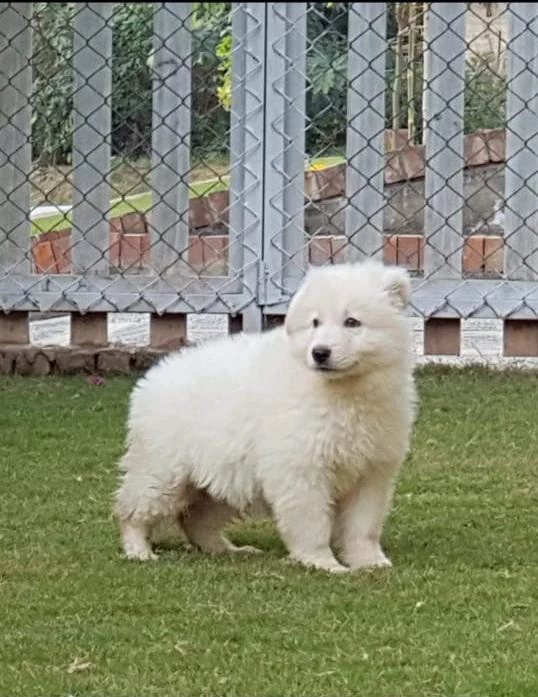 Siberian husky pure white male puppy non pedigree-Image 1