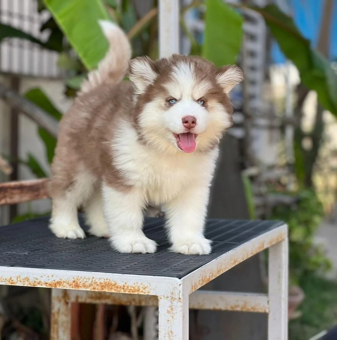 Siberian husky brown n white puppies available-Image 1