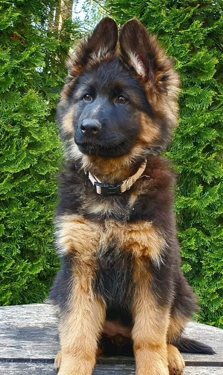 Pedigree long coat German shepherd puppies available-Image 1