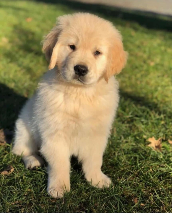 Pedigree for golden retriever best sale