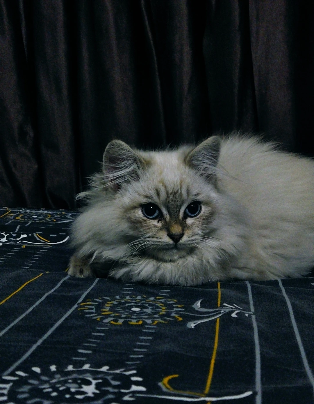 Ragdoll Male Cat-Image 4