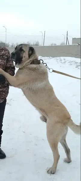 Turkish Kangal Puppies ready for import-Image 6