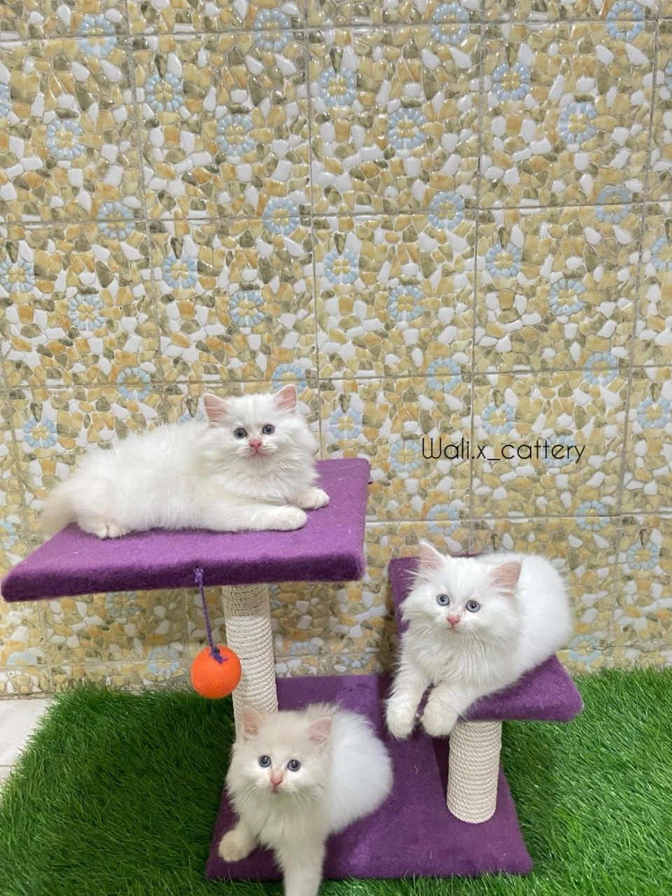 High quality Persians kittens-Image 1