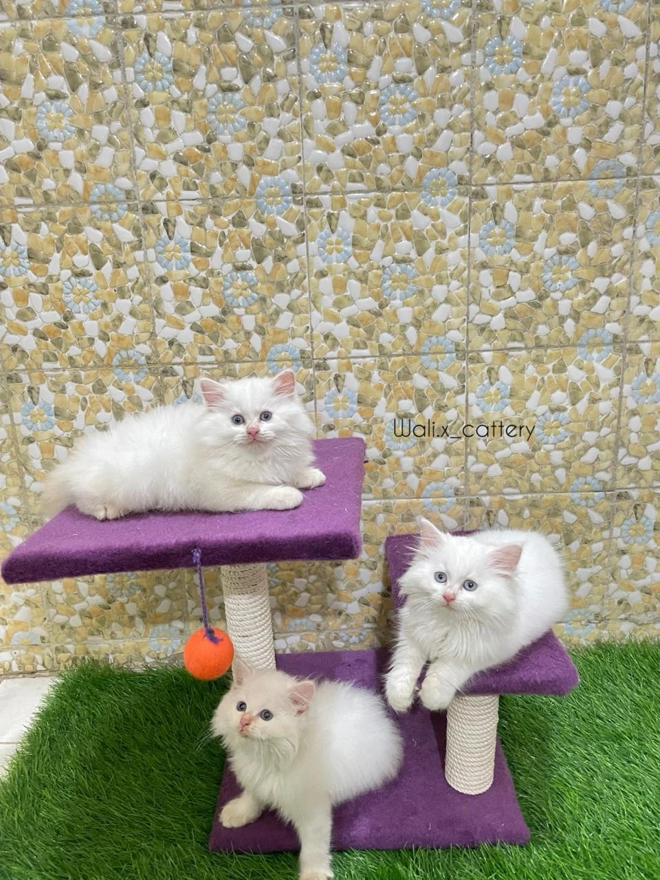 High quality Persians kittens-Image 2