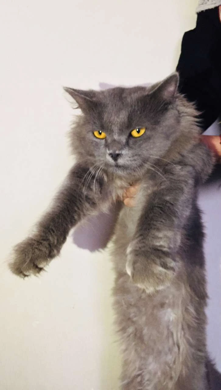 Grey Persian cat-Image 1