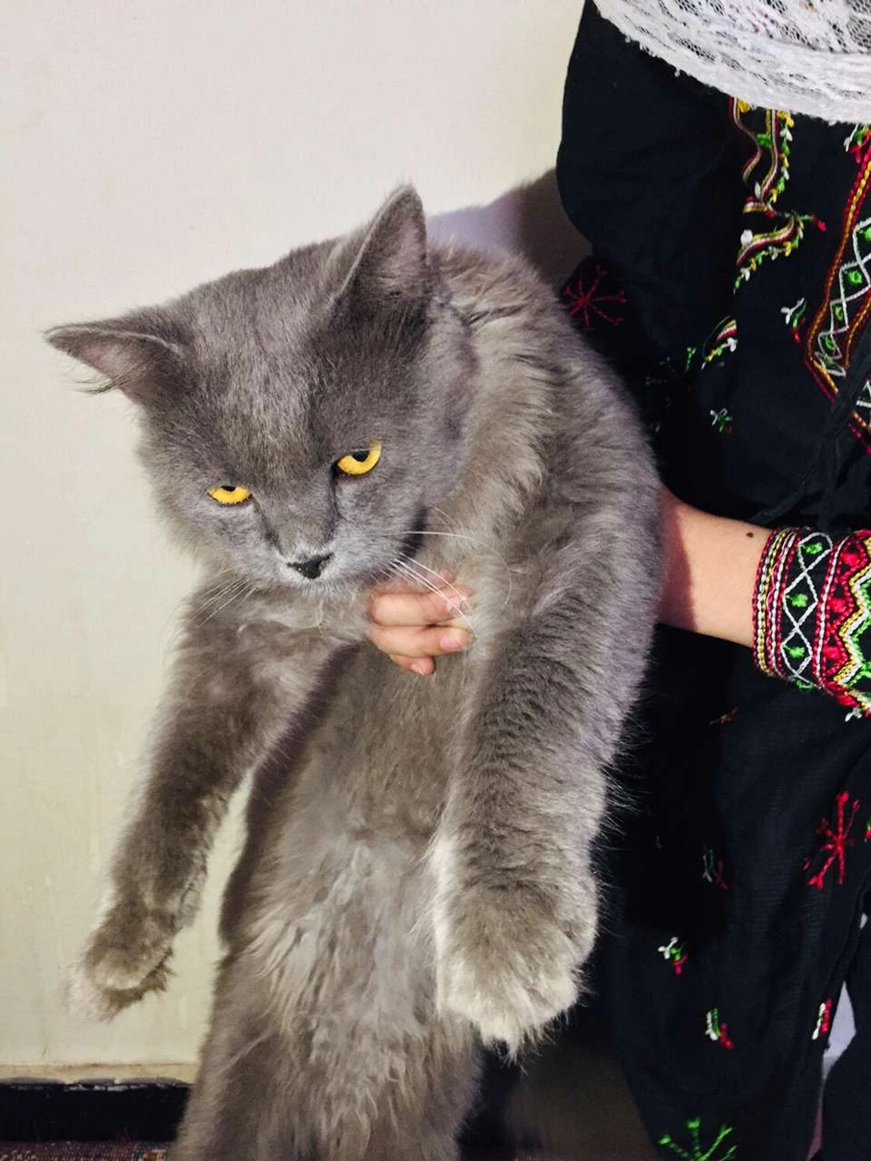 Grey Persian cat