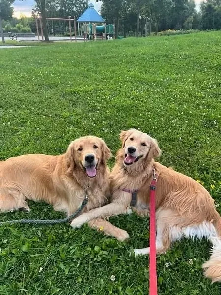 Pedigreed Golden Retreiver Puppies