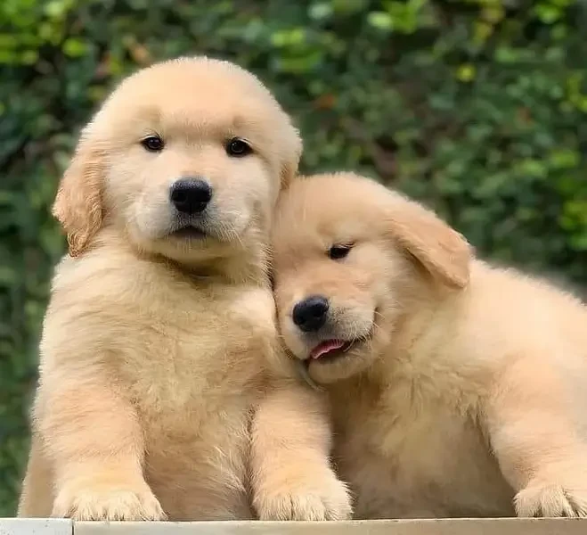 Pedigreed Golden Retreiver Puppies