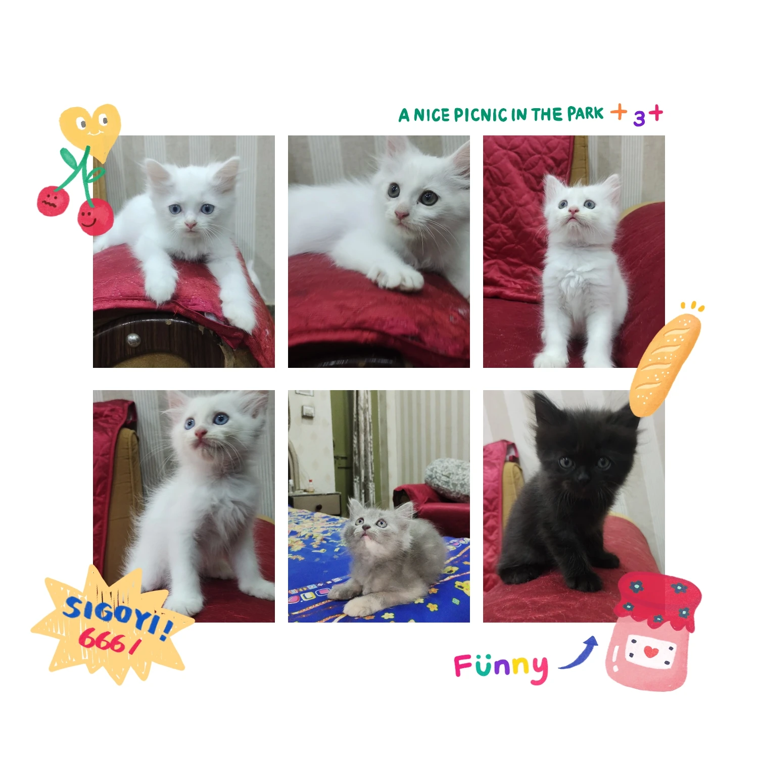 Pure Turkish angora kittens available for sale-Image 1