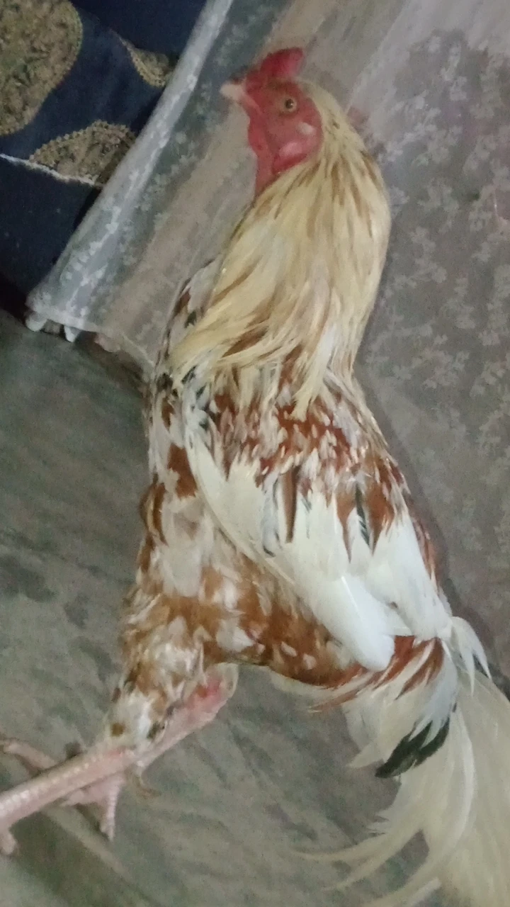 My 🐔 for sale-Image 1