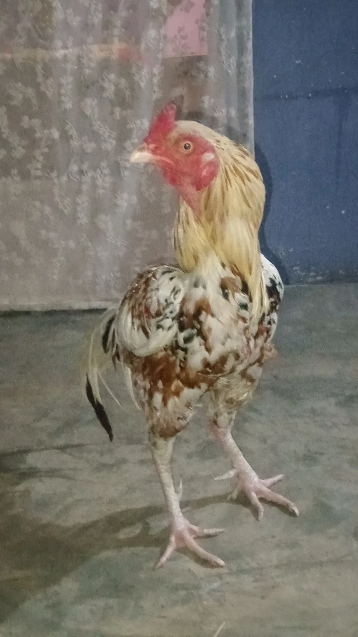 My 🐔 for sale