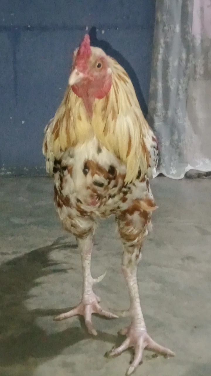 My 🐔 for sale-Image 3