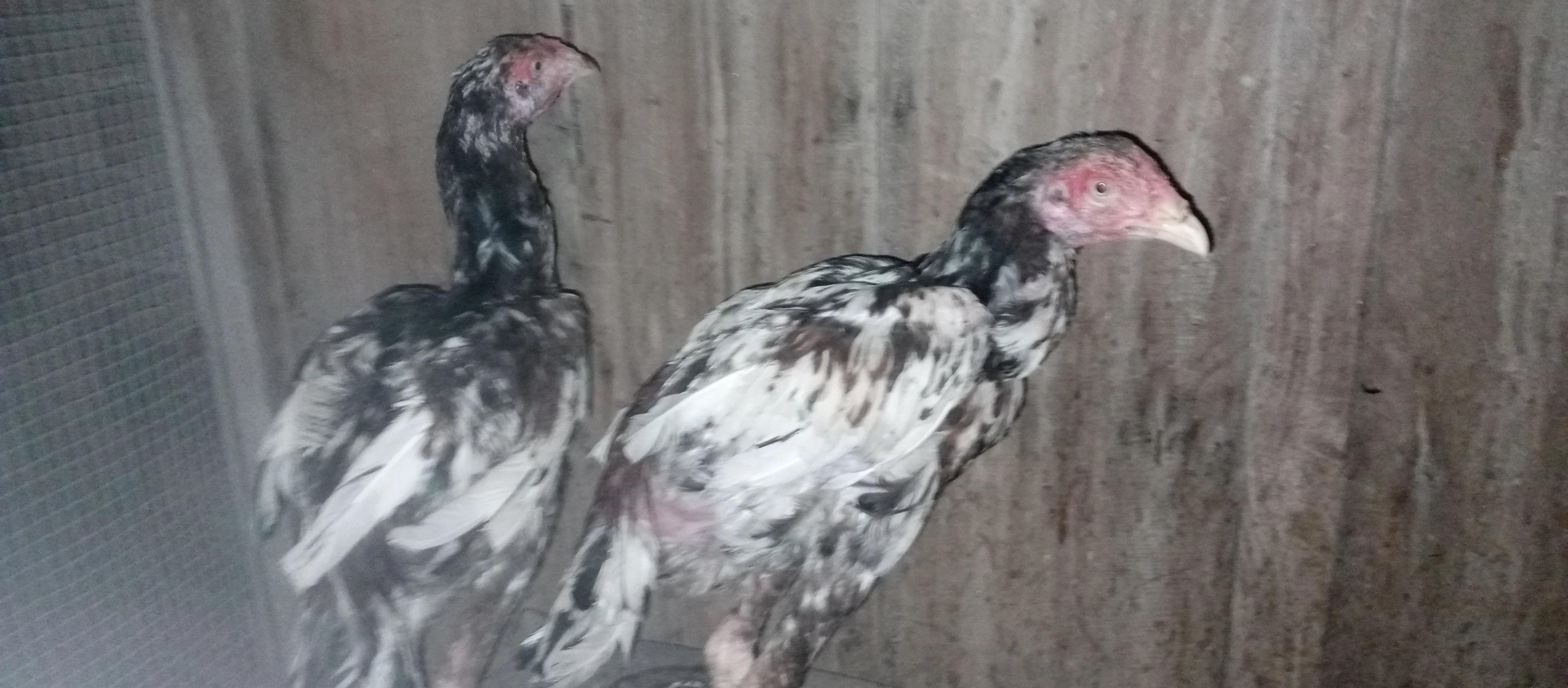 Aseel hens-Image 2