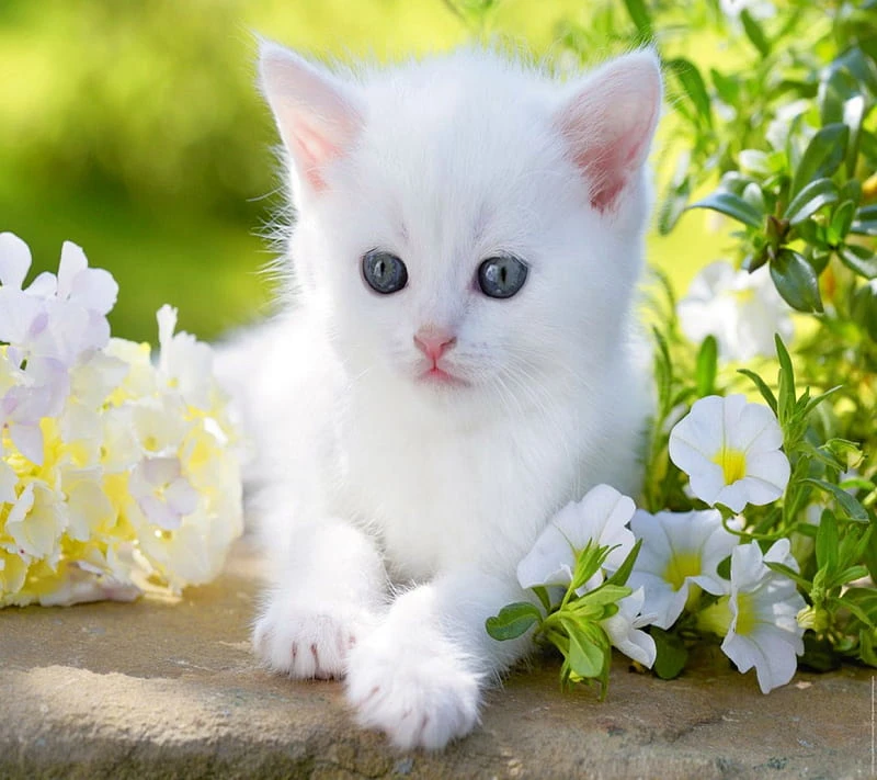 Need A White kitten .... Other wise Other color-Image 2