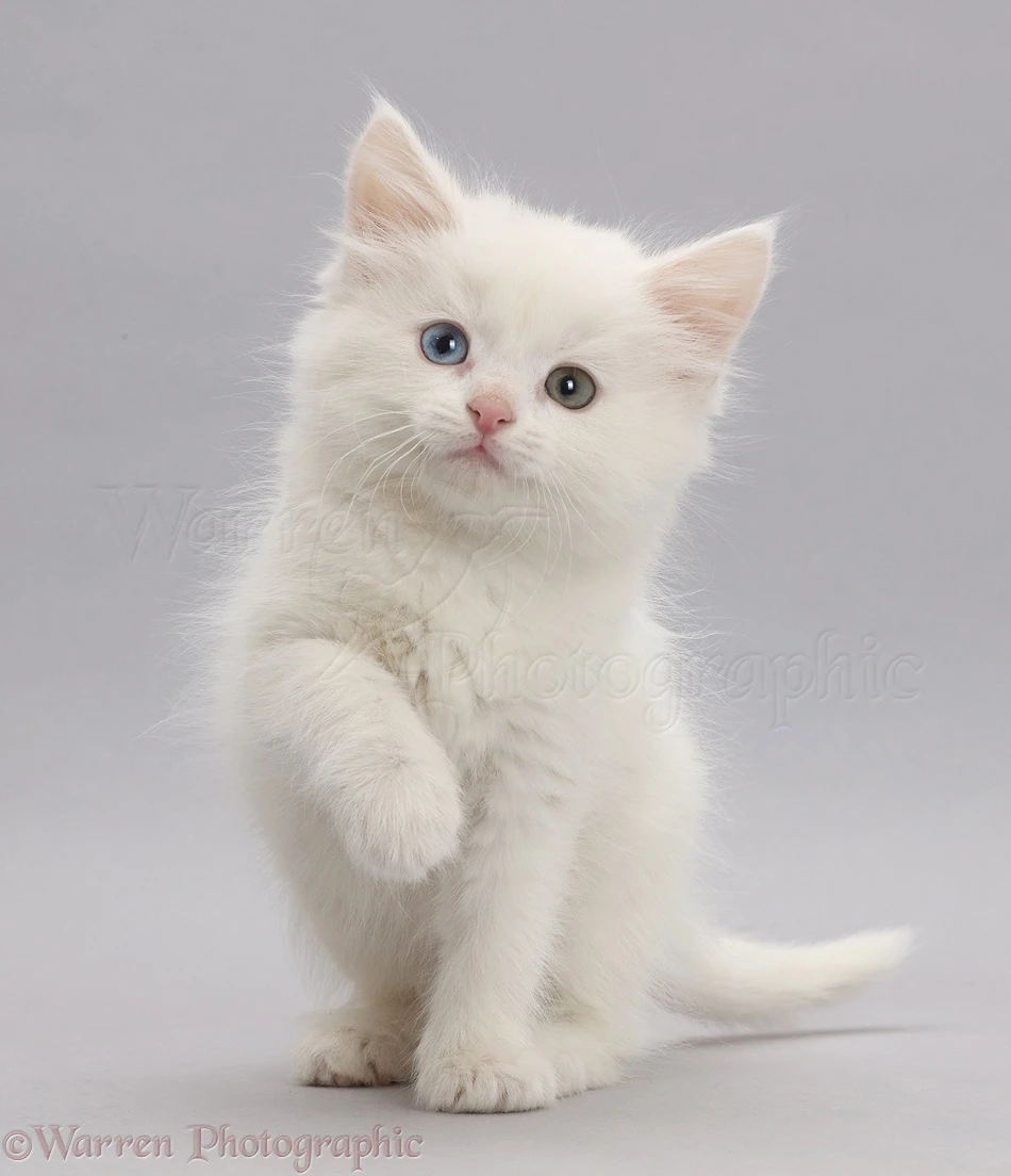 Need A White kitten .... Other wise Other color-Image 3