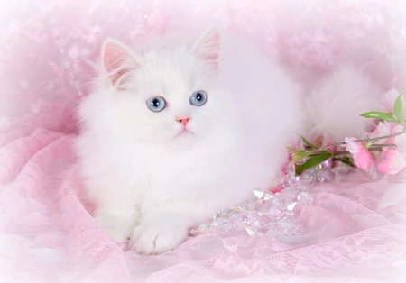 Need A White kitten .... Other wise Other color-Image 4