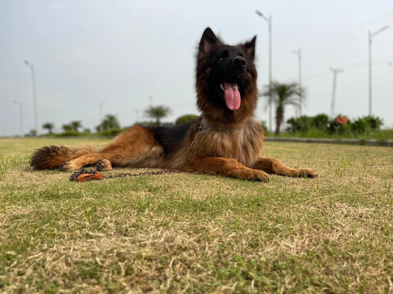 German shepherd male-Image 1