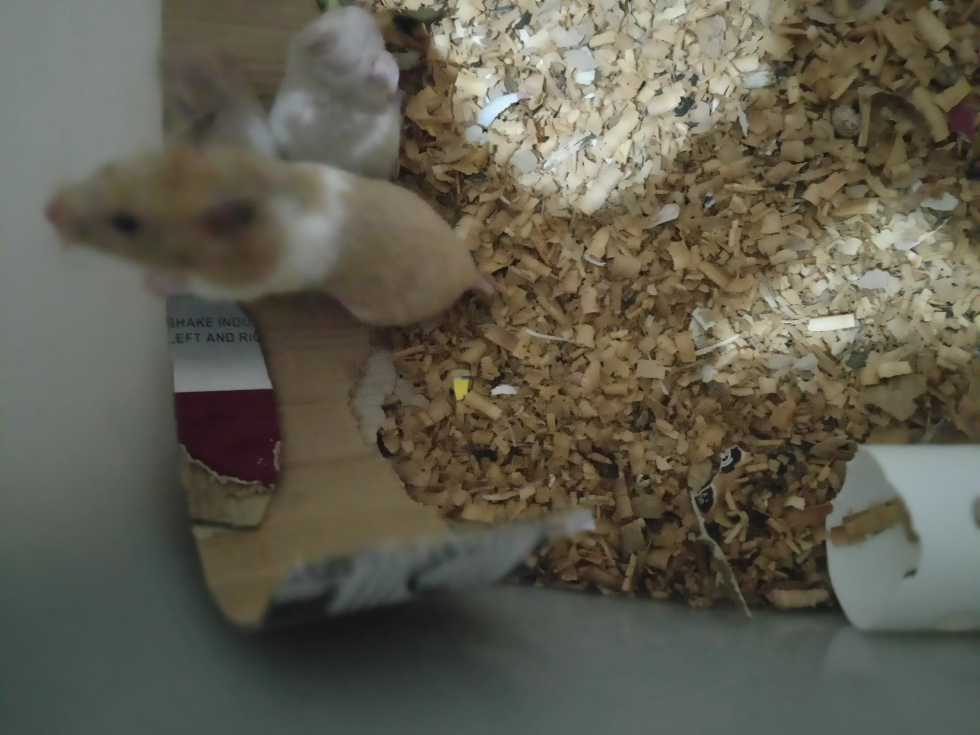 Hamster young-Image 1