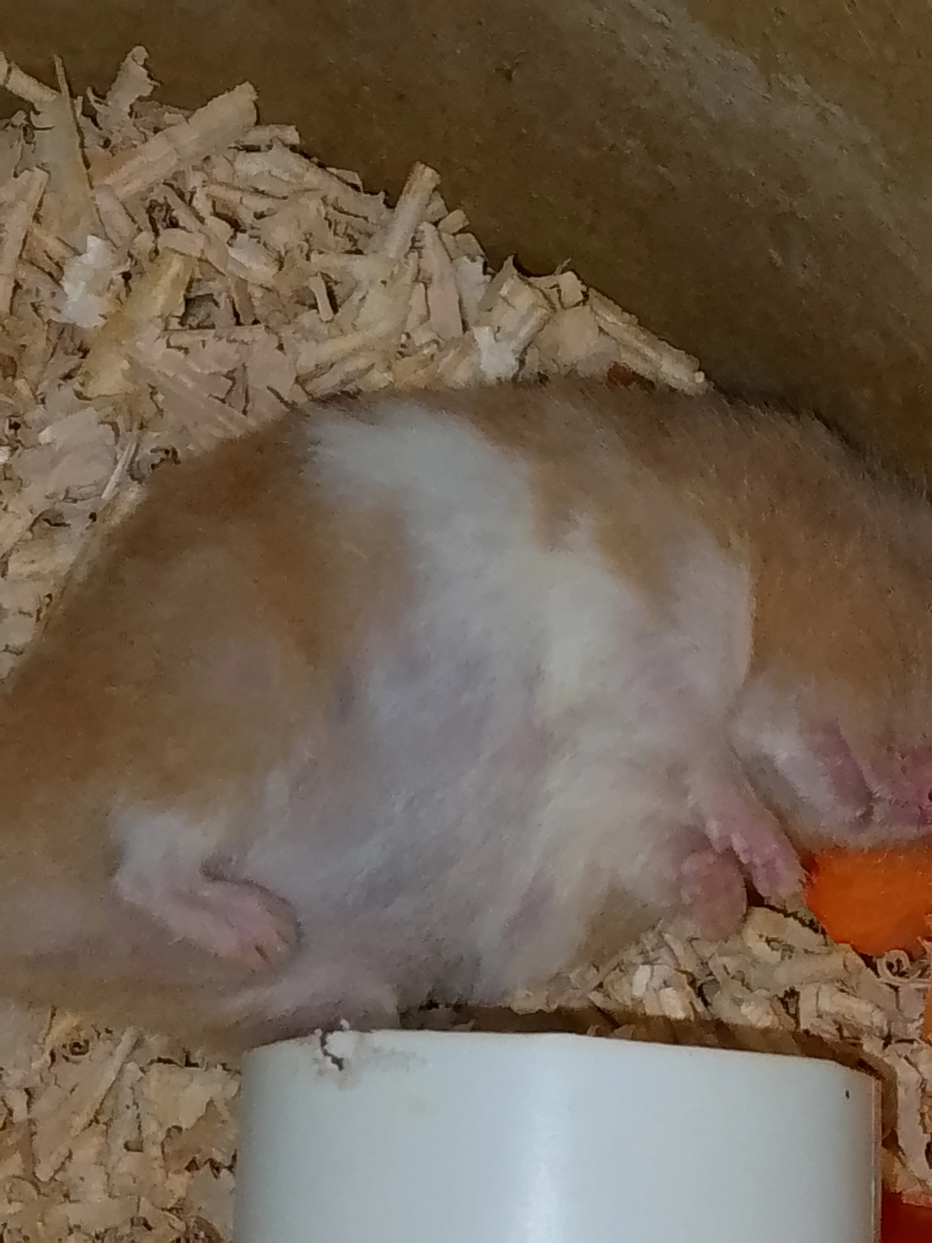 Hamster young-Image 2