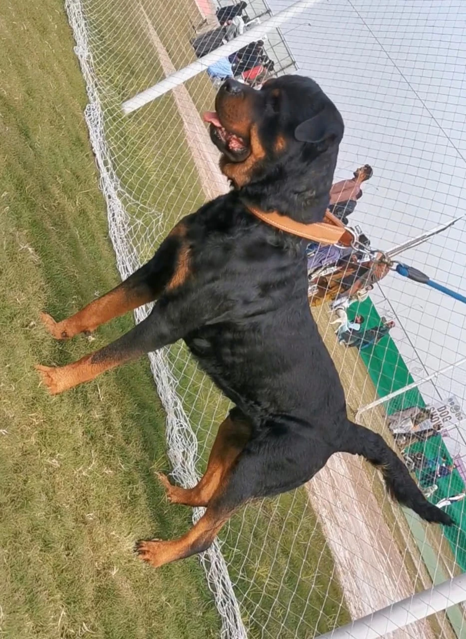 Pedigree Male Rottweiler-Image 1