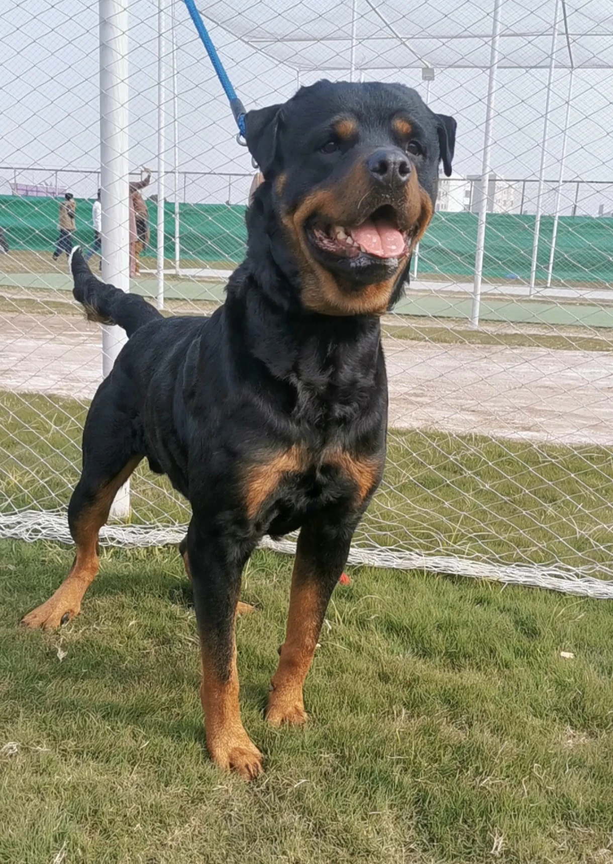 Pedigree Male Rottweiler-Image 2