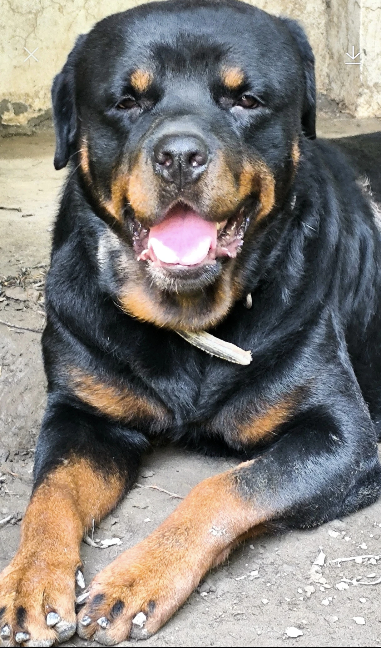 Pedigree Male Rottweiler-Image 3