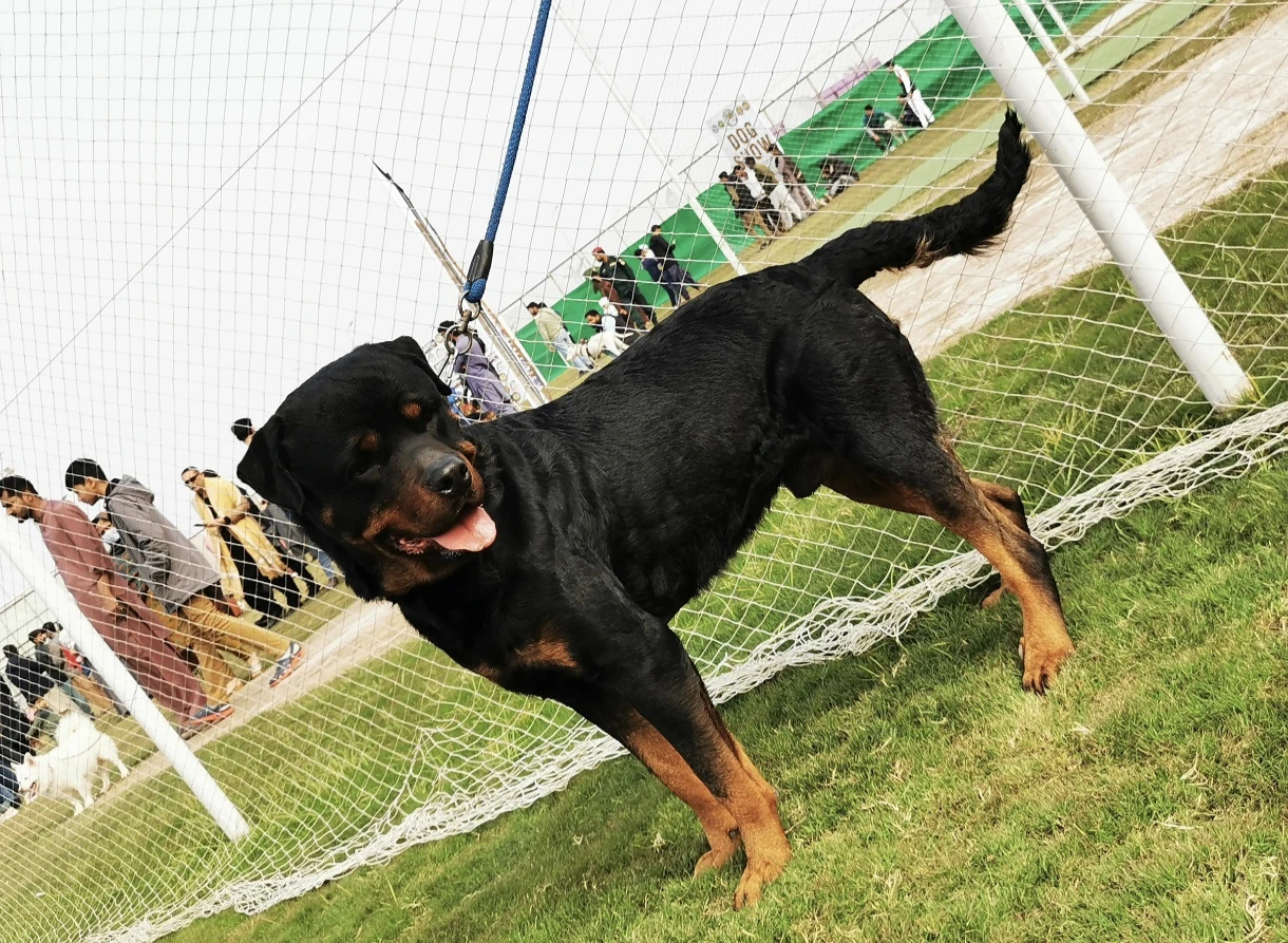 Pedigree Male Rottweiler-Image 4