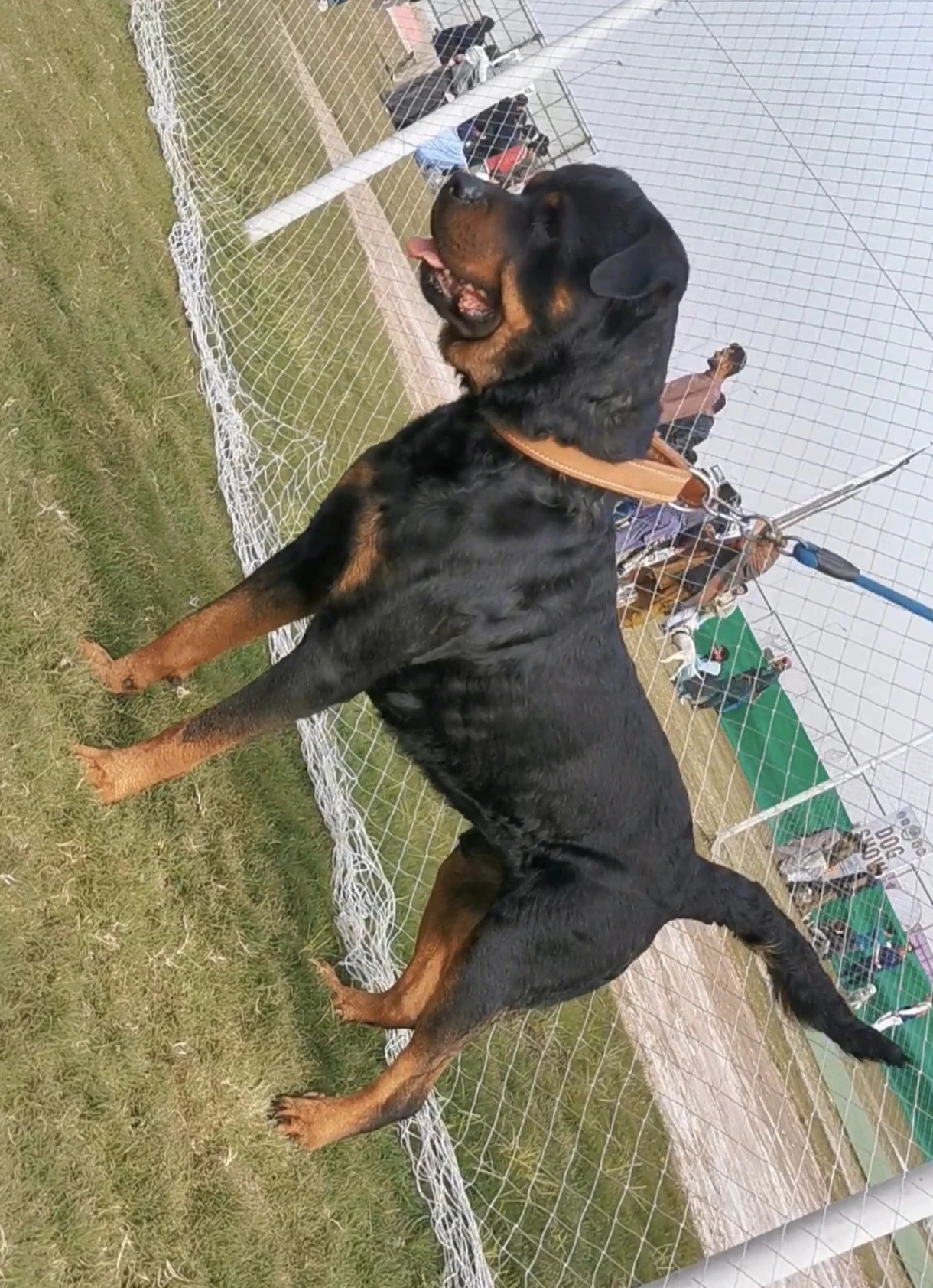 Pedigree Male Rottweiler-Image 5