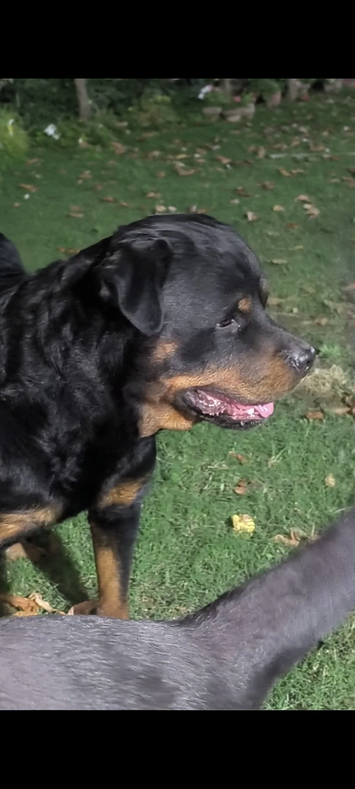 Pedigree Male Rottweiler-Image 7