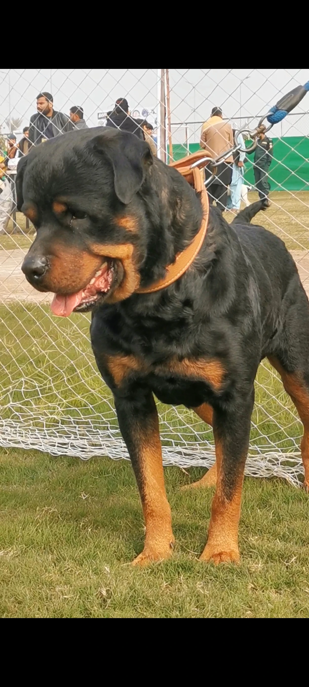 Pedigree Male Rottweiler-Image 8