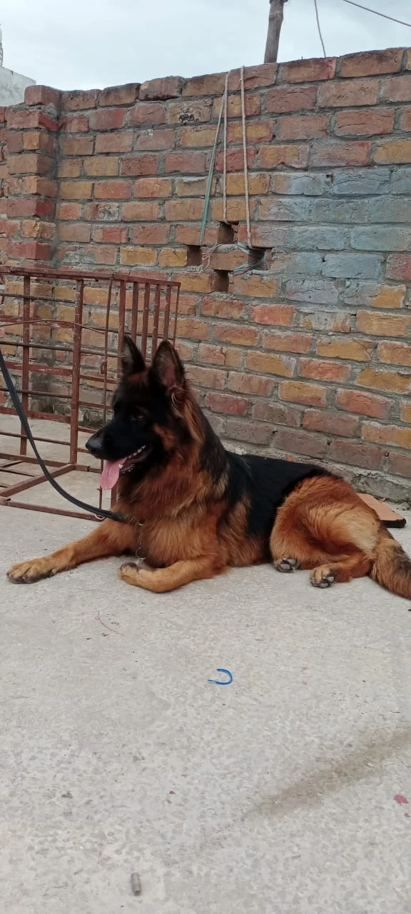 German Shepherd female Pedigree PKC registered-Image 2