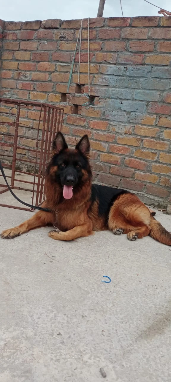 German Shepherd female Pedigree PKC registered-Image 3