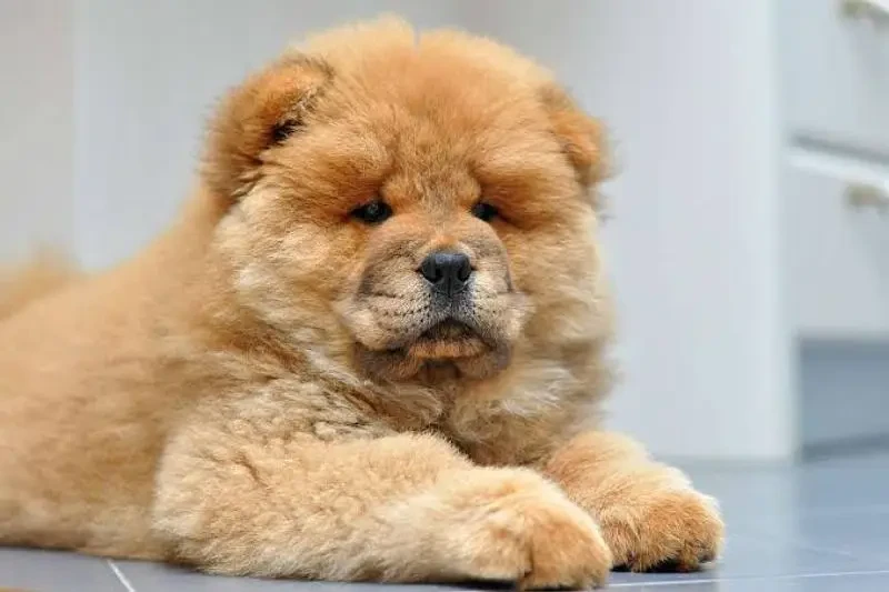 chow chow puppies available looking for a new home-Image 1